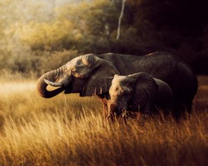 Olifant